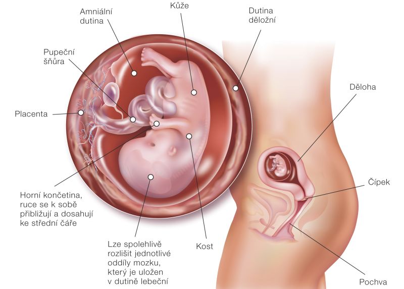 Fotografie (11. týždeň tehotenstva: Vývoj plodu a tehotenské zmeny)